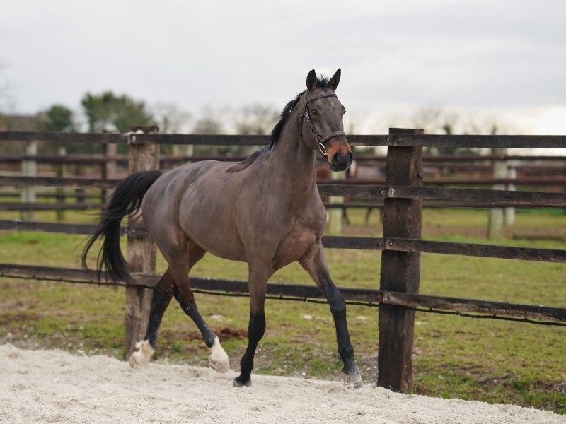 Lyor De Kerniguez profile photo