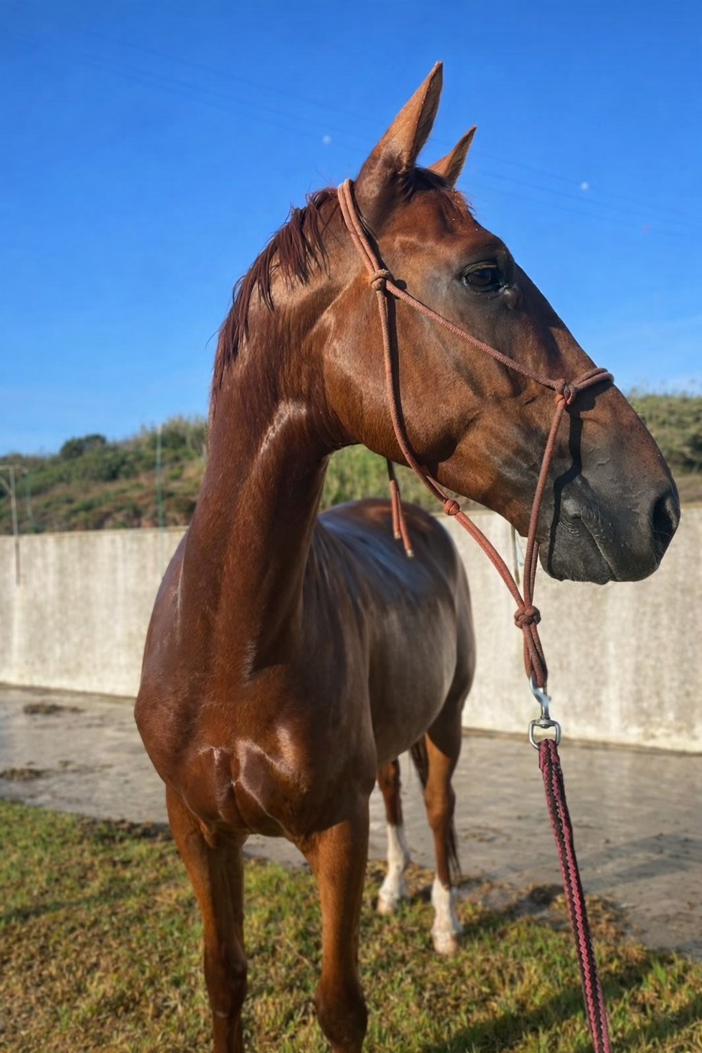 Opus do Mouchao profile photo 