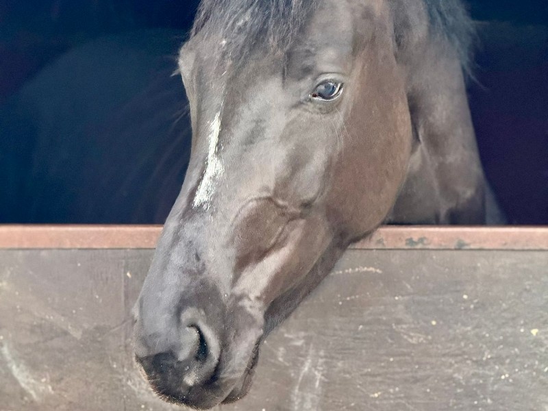 I'm Spina Du Ruisseau Z profile photo