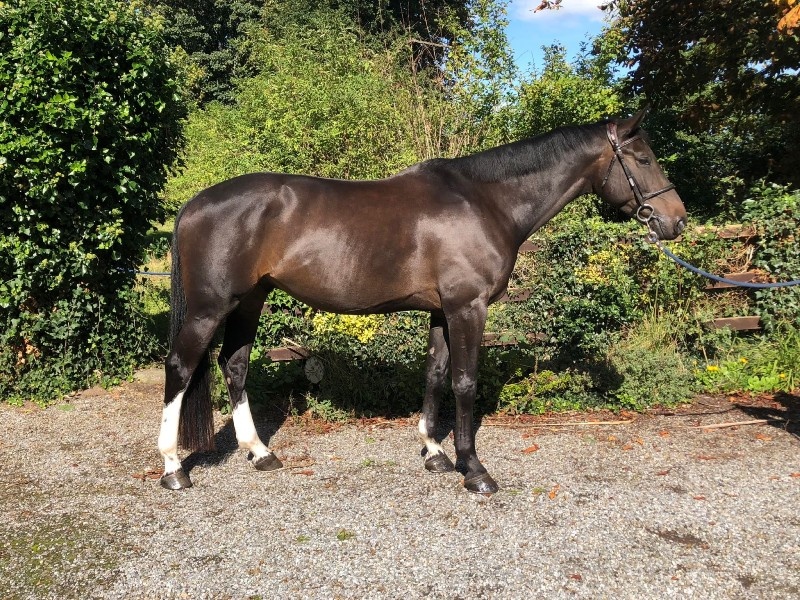 Balou Clover C profile photo 