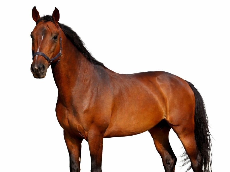 Junior De Fetan Horse thumbnail