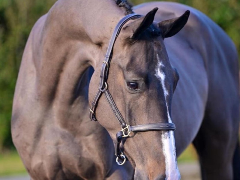 Game Boy profile photo 