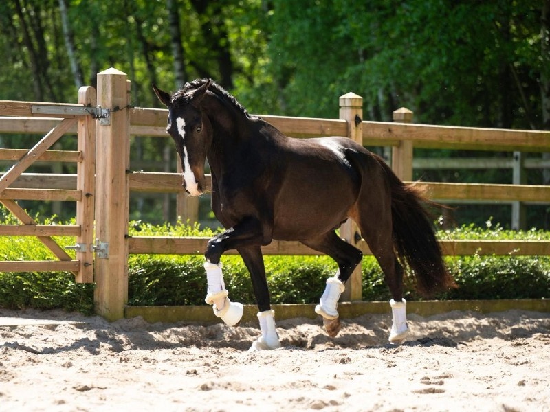 Sunrise profile photo