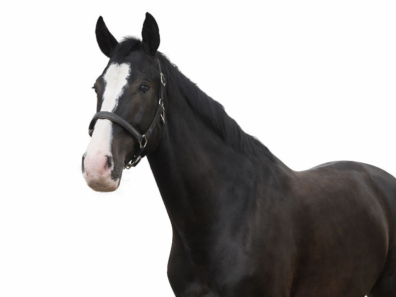 Chardonnay profile photo