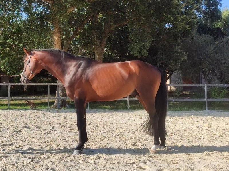 Nisltan H profile photo