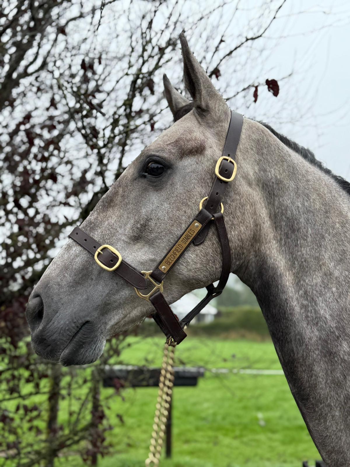 Higgins profile photo 