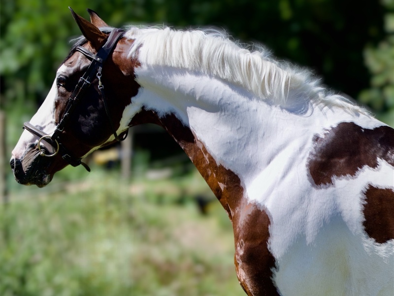 Imperial d’Aurice profile photo 