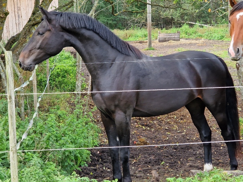 Carabilly Jassi LG profile photo