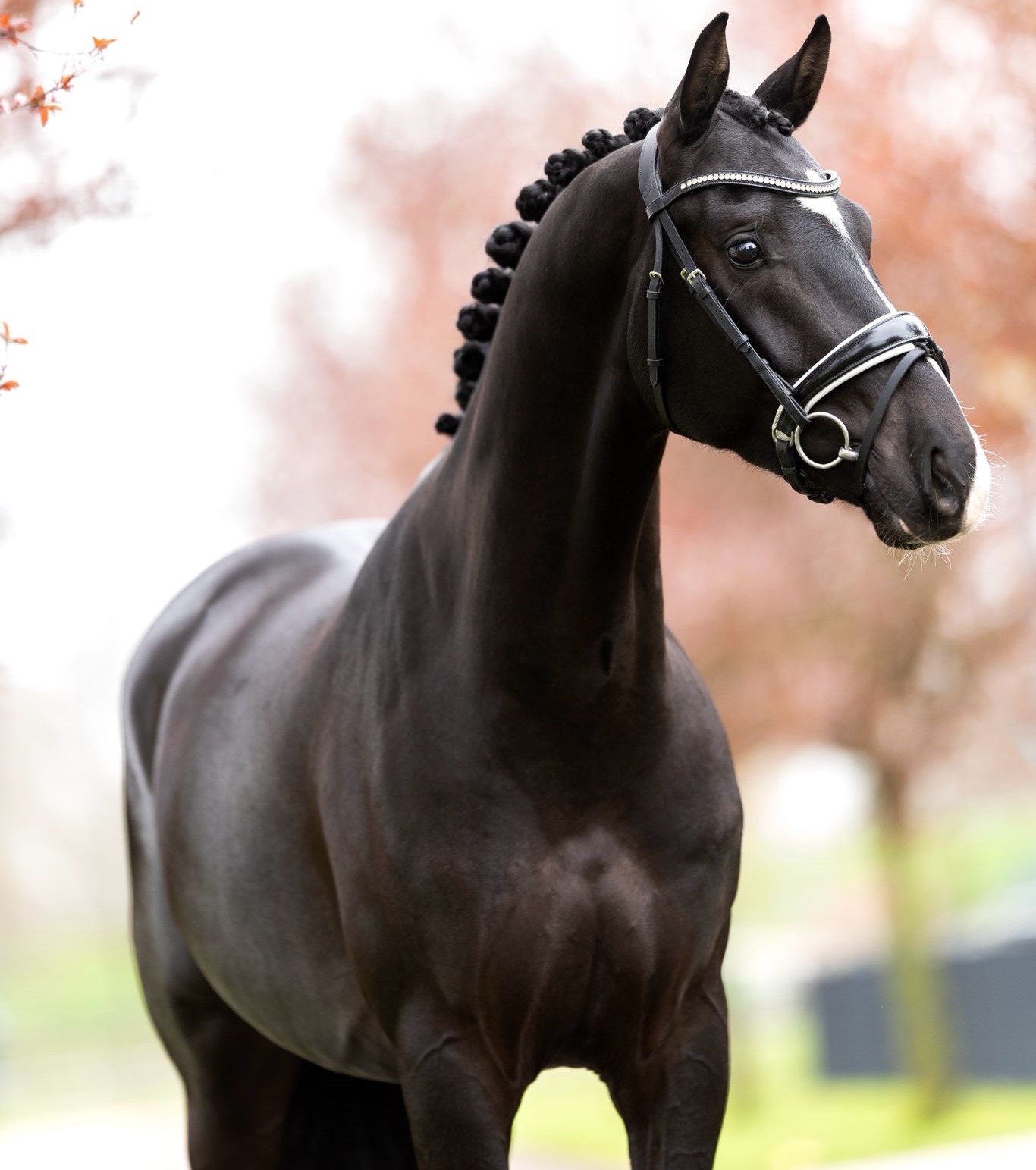 Octaaf profile photo