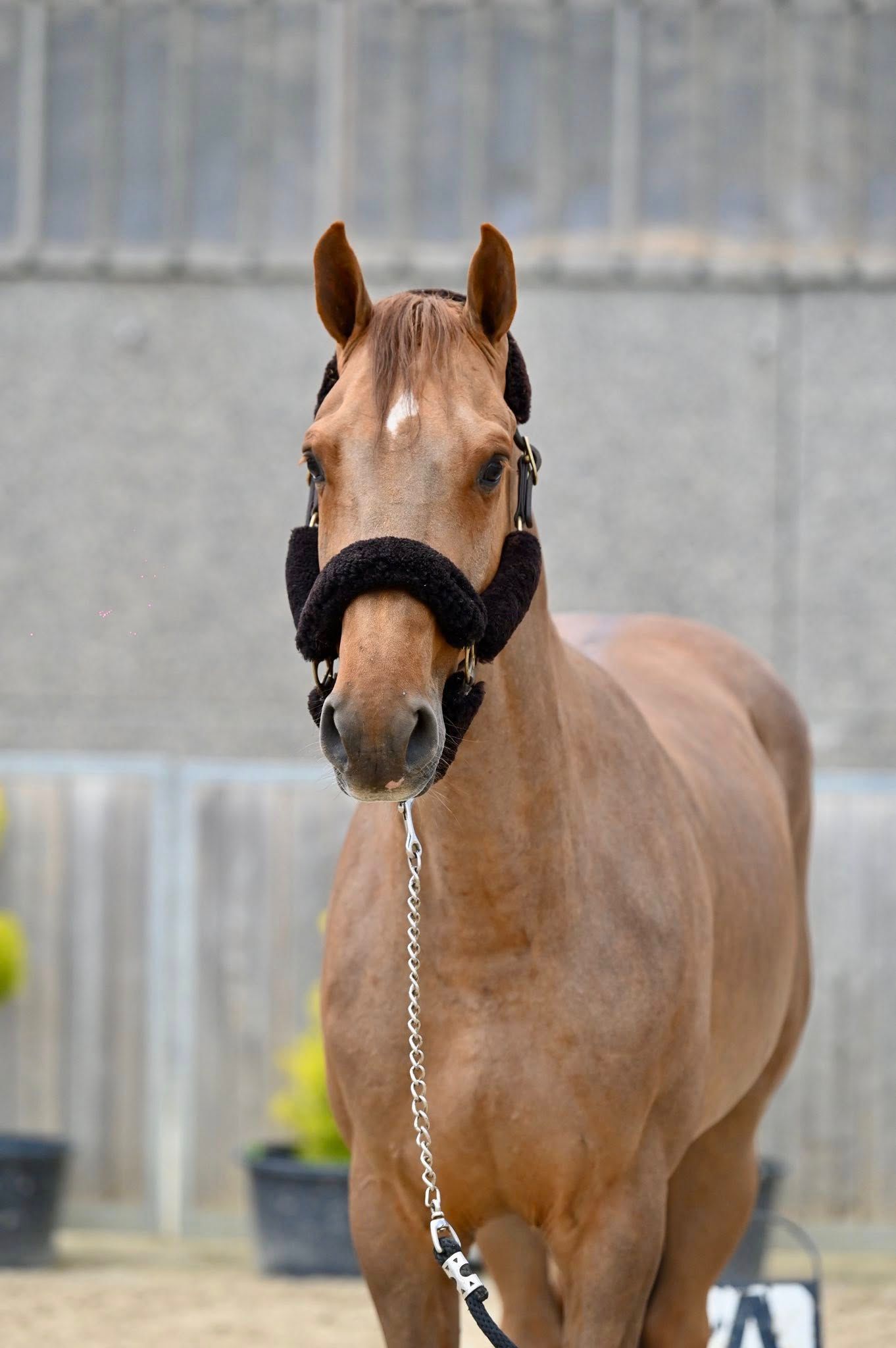 Amaretto Van De Zuuthoeve Z profile photo 