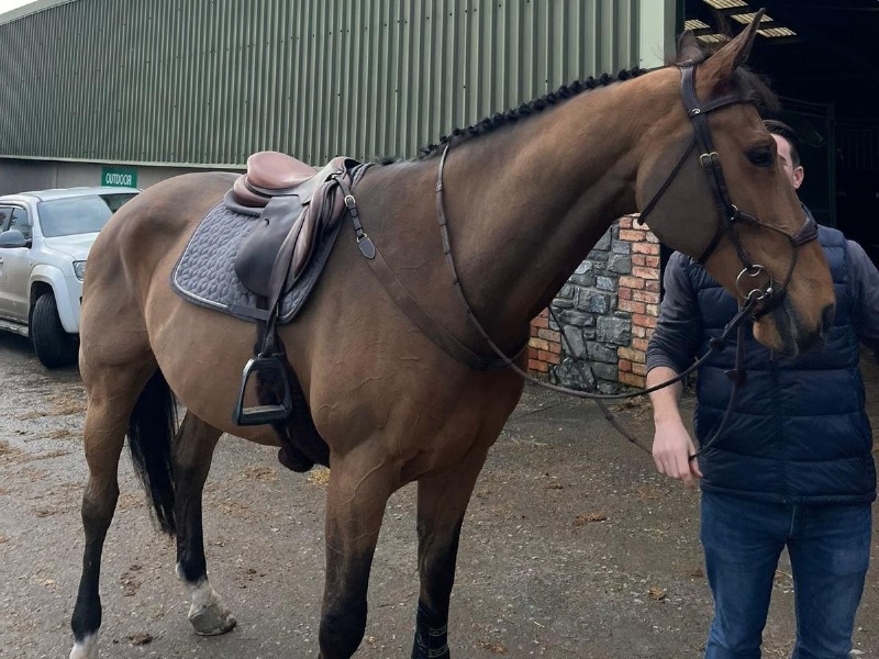 Greenhall Mr Q profile photo