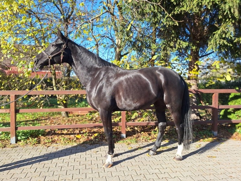 Charifa profile photo 