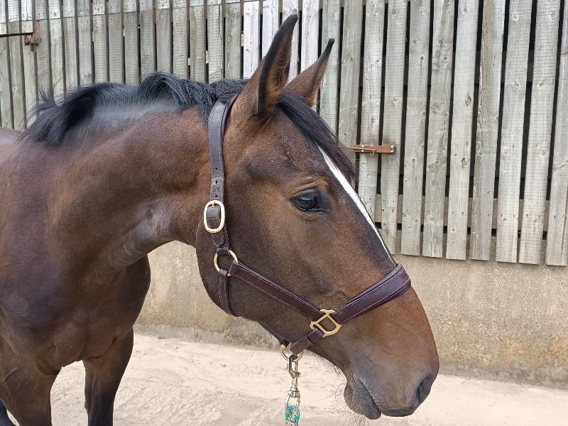 Chaccoro profile photo 