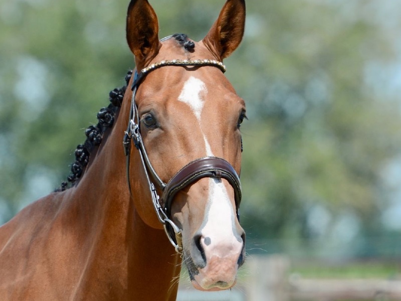 Cloud van de ziedvoort Z profile photo 