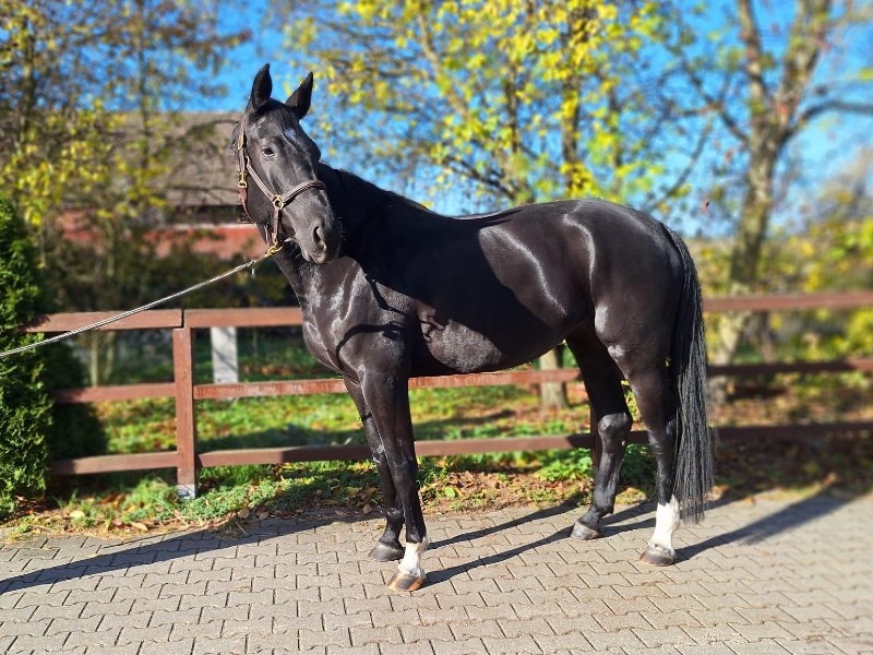 Charifa profile photo