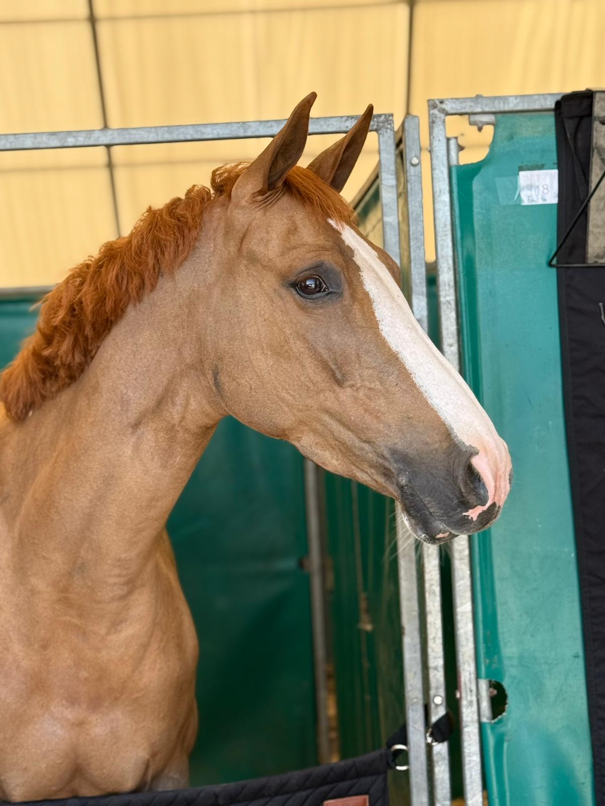 Jafrane De Chalusse profile photo 