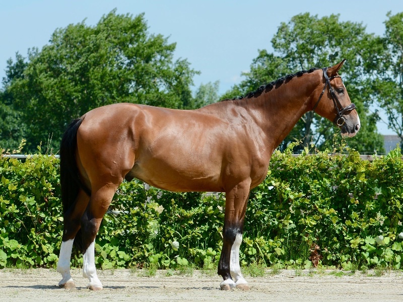 Cloud van de ziedvoort Z profile photo