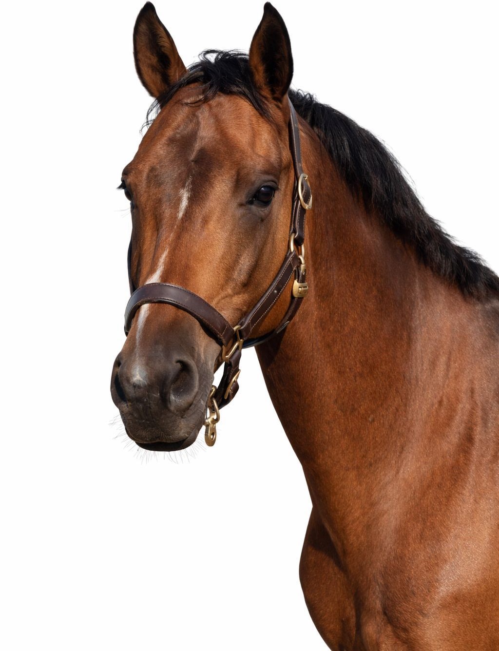 Junior De Fetan Horse thumbnail
