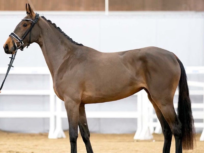 Princess profile photo