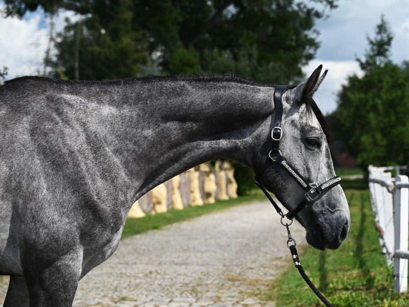 Erdon GR profile photo 