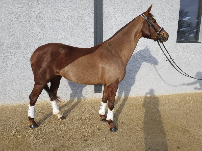 Raven d'Everdeen profile photo