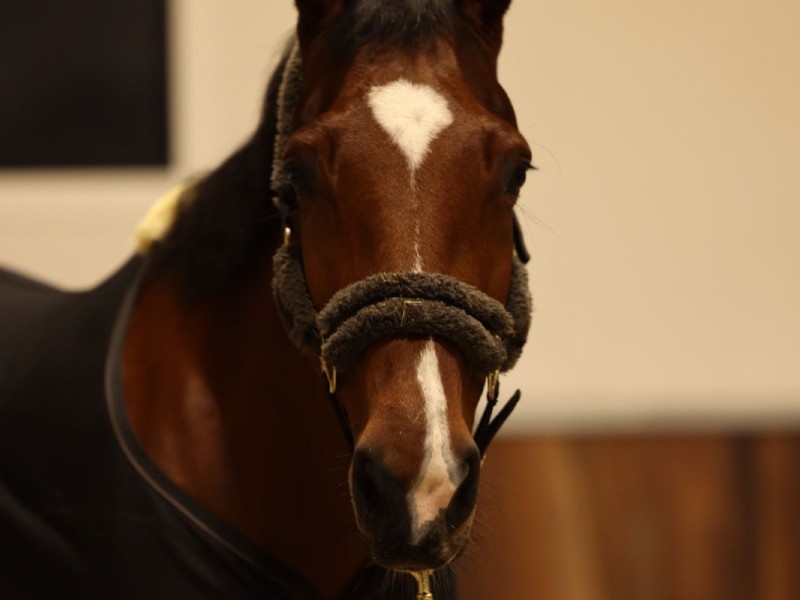 Ultra Red van het Bosschenhof profile photo