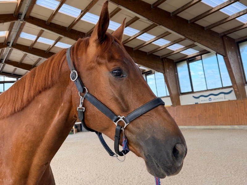 Giusto D'oro Z Horse thumbnail