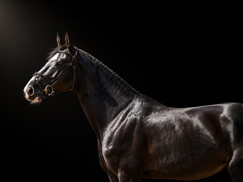King of Zagreb FJ Horse thumbnail
