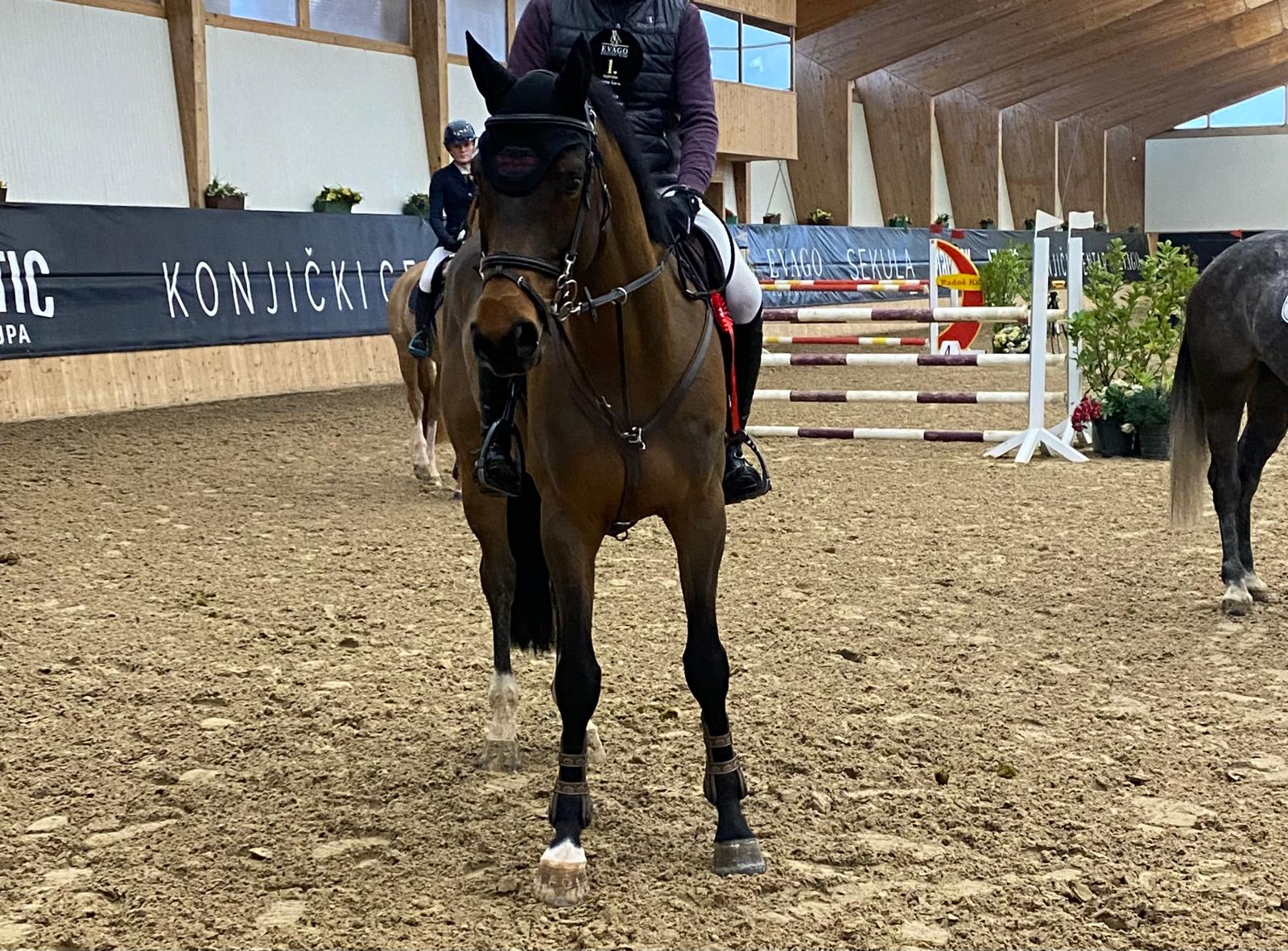 Nothing Else Matters Horse thumbnail
