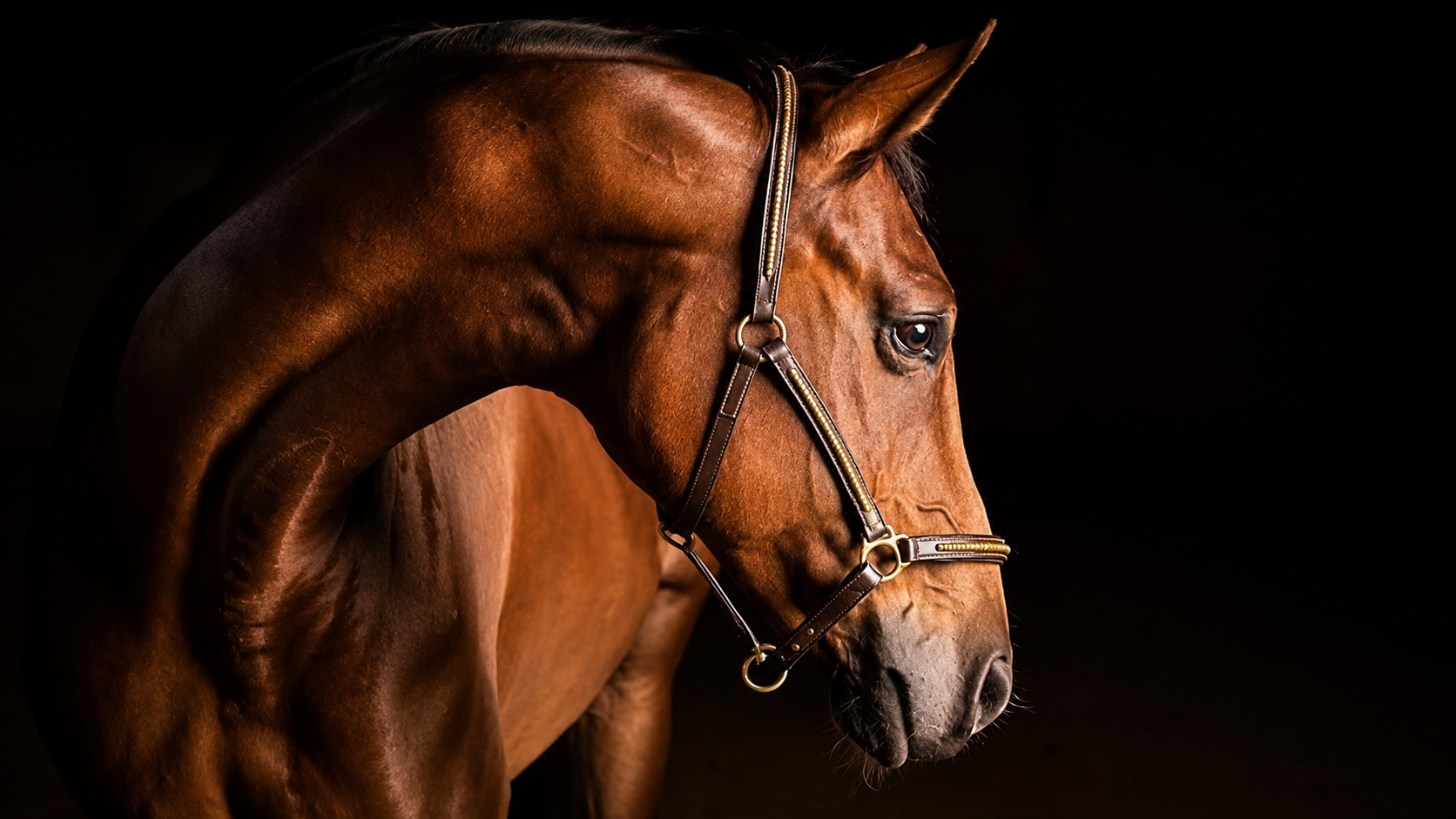 Cher FJ Horse thumbnail