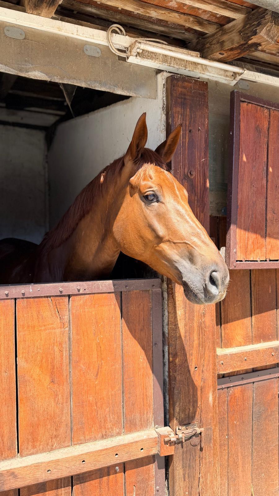 Giusto D'oro Z Horse thumbnail