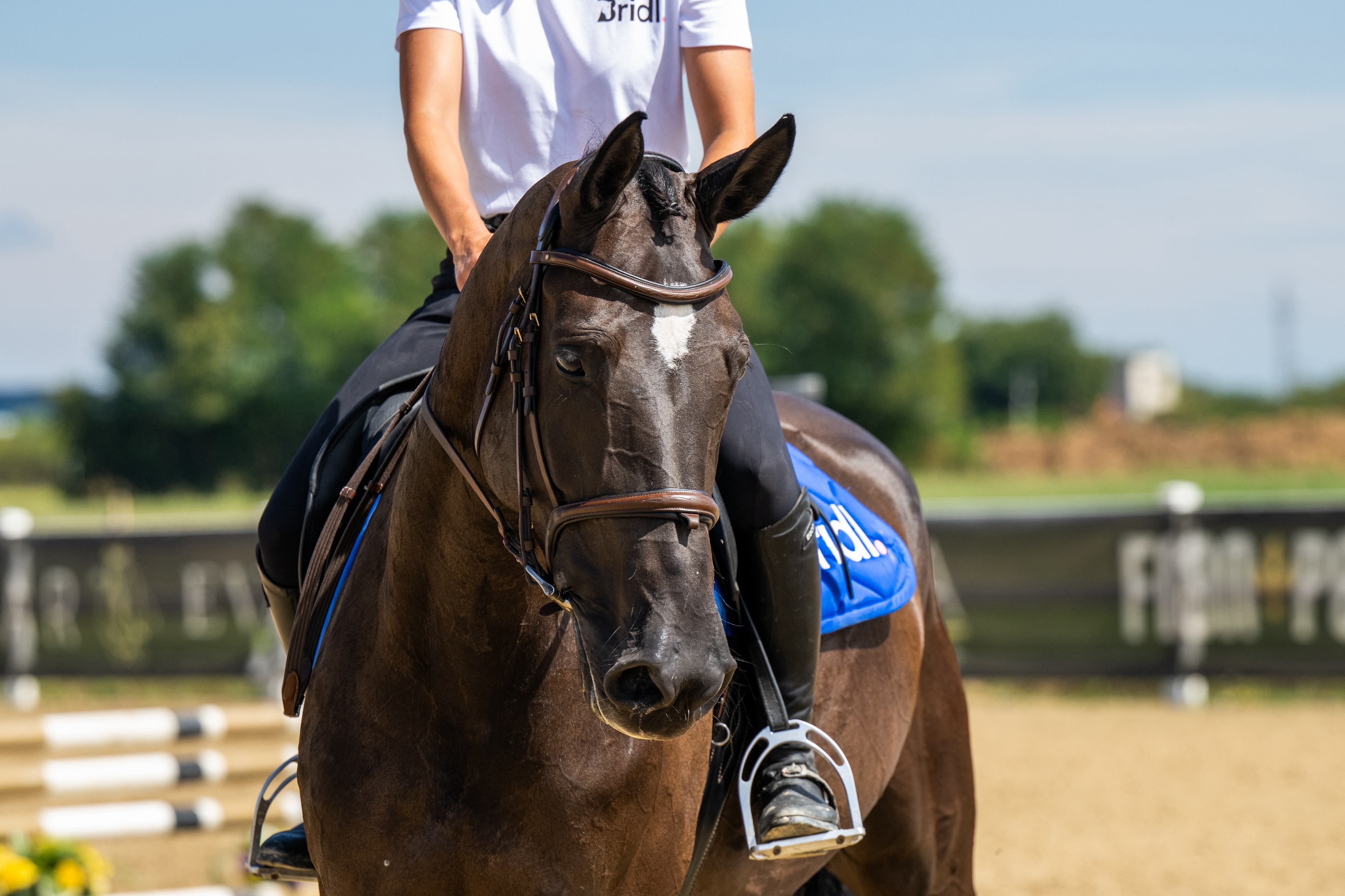 Ira R Horse thumbnail