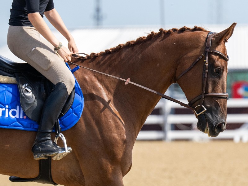 Giusto D'oro Z Horse thumbnail