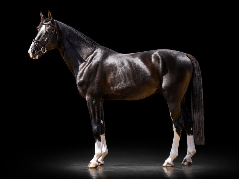 King of Zagreb FJ Horse thumbnail