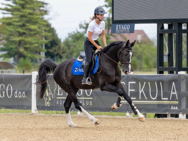 King of Zagreb FJ Horse thumbnail