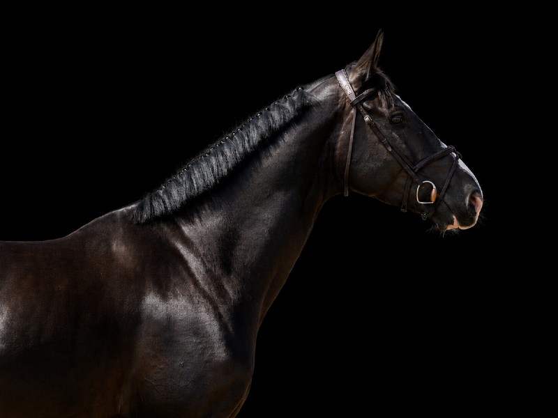 King of Zagreb FJ Horse thumbnail