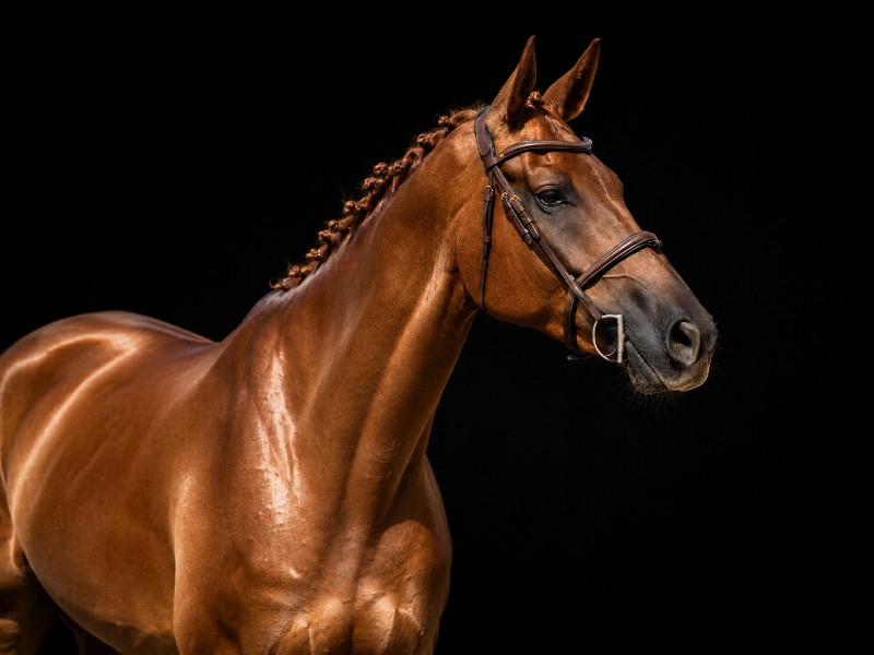 Giusto D'oro Z Horse thumbnail
