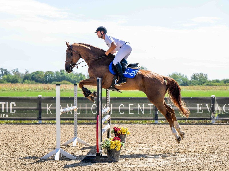 Giusto D'oro Z Horse thumbnail