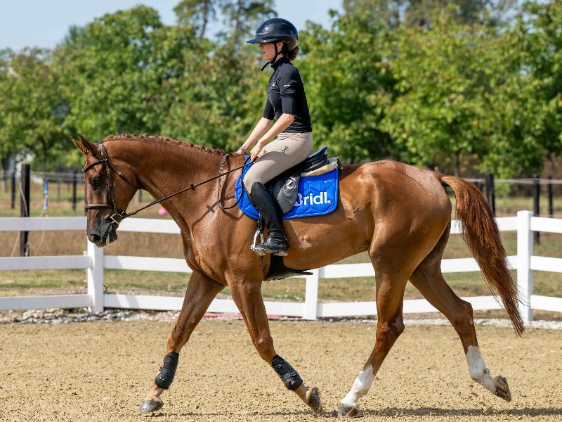 Giusto D'oro Z Horse thumbnail