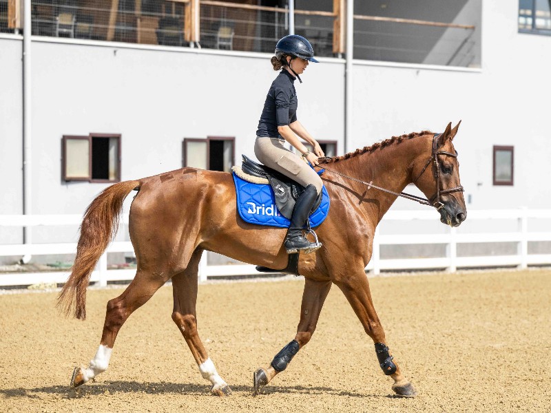 Giusto D'oro Z Horse thumbnail