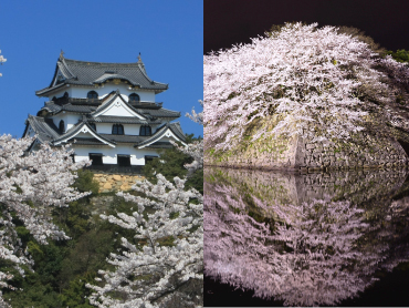 彦根の泰平文化と琵琶湖畔の名物を食す 