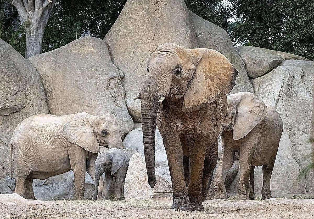 Particle: Bioparc Valencia Confirms Accidental Tusk Injury Killed Adult ...