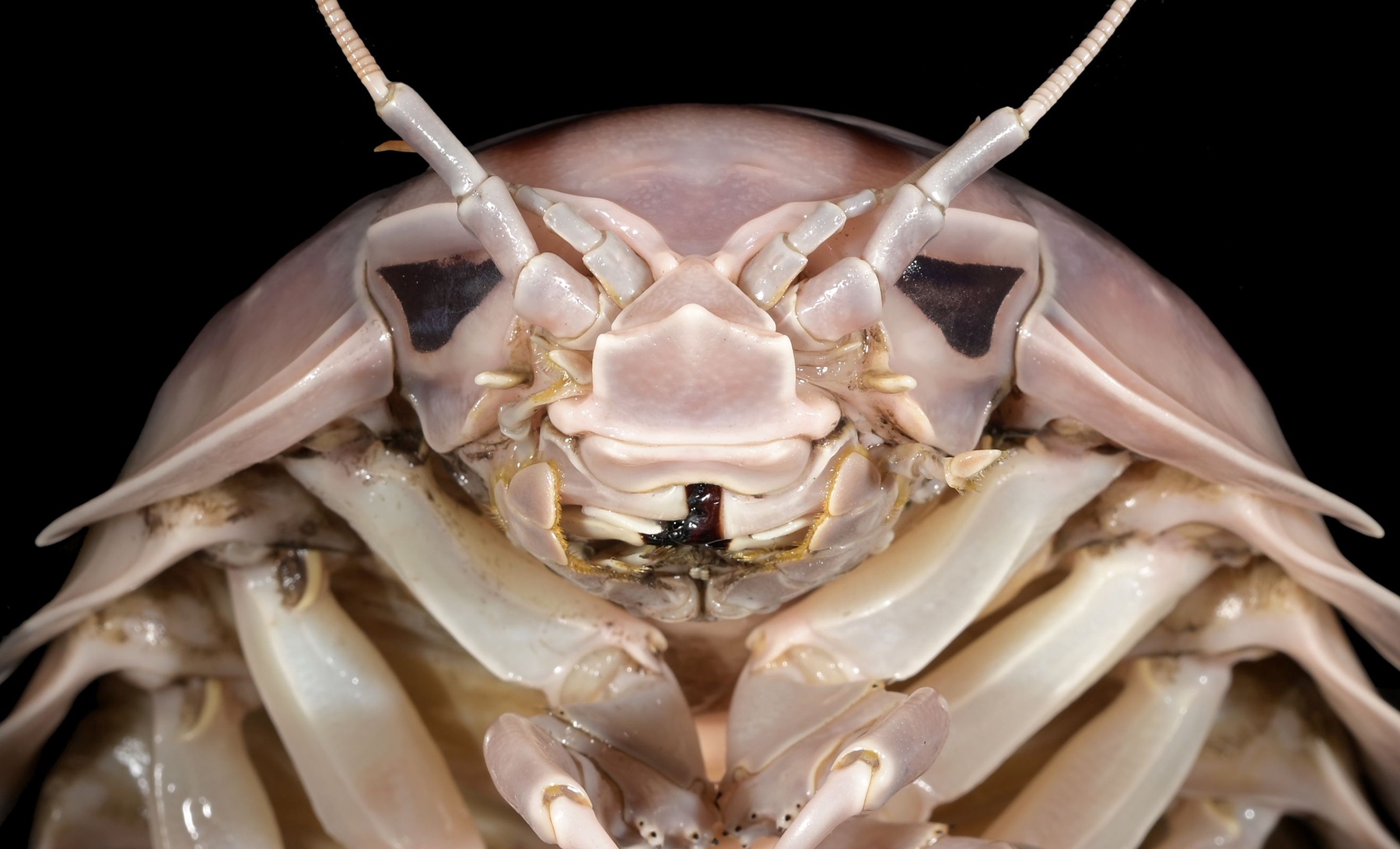 Particle: New Giant Sea Bug Species Named After Darth Vader Discovered ...