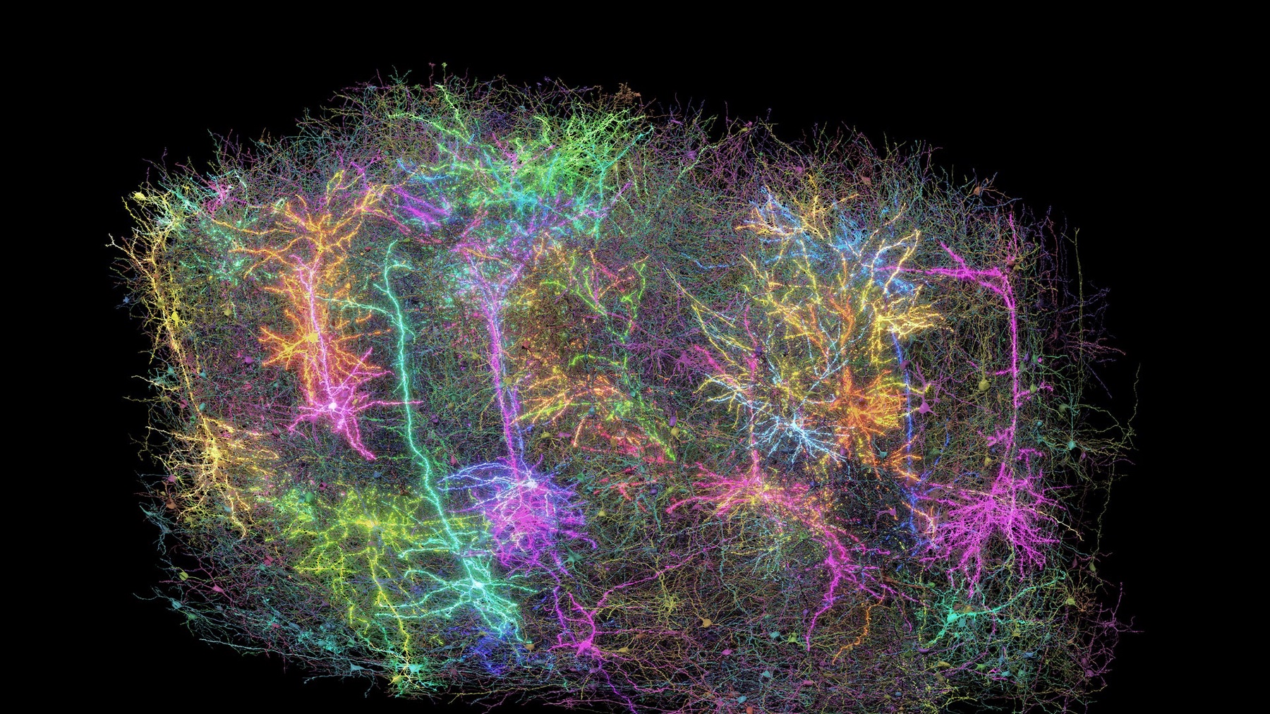 Particle: Scientists Create Largest-Ever Map of a Mammalian Brain
