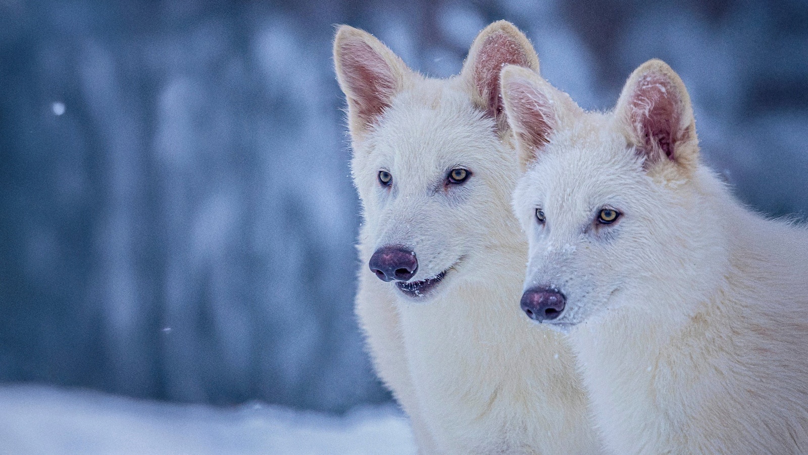 Particle: Colossal Biosciences Creates Genetically Modified Wolves with ...