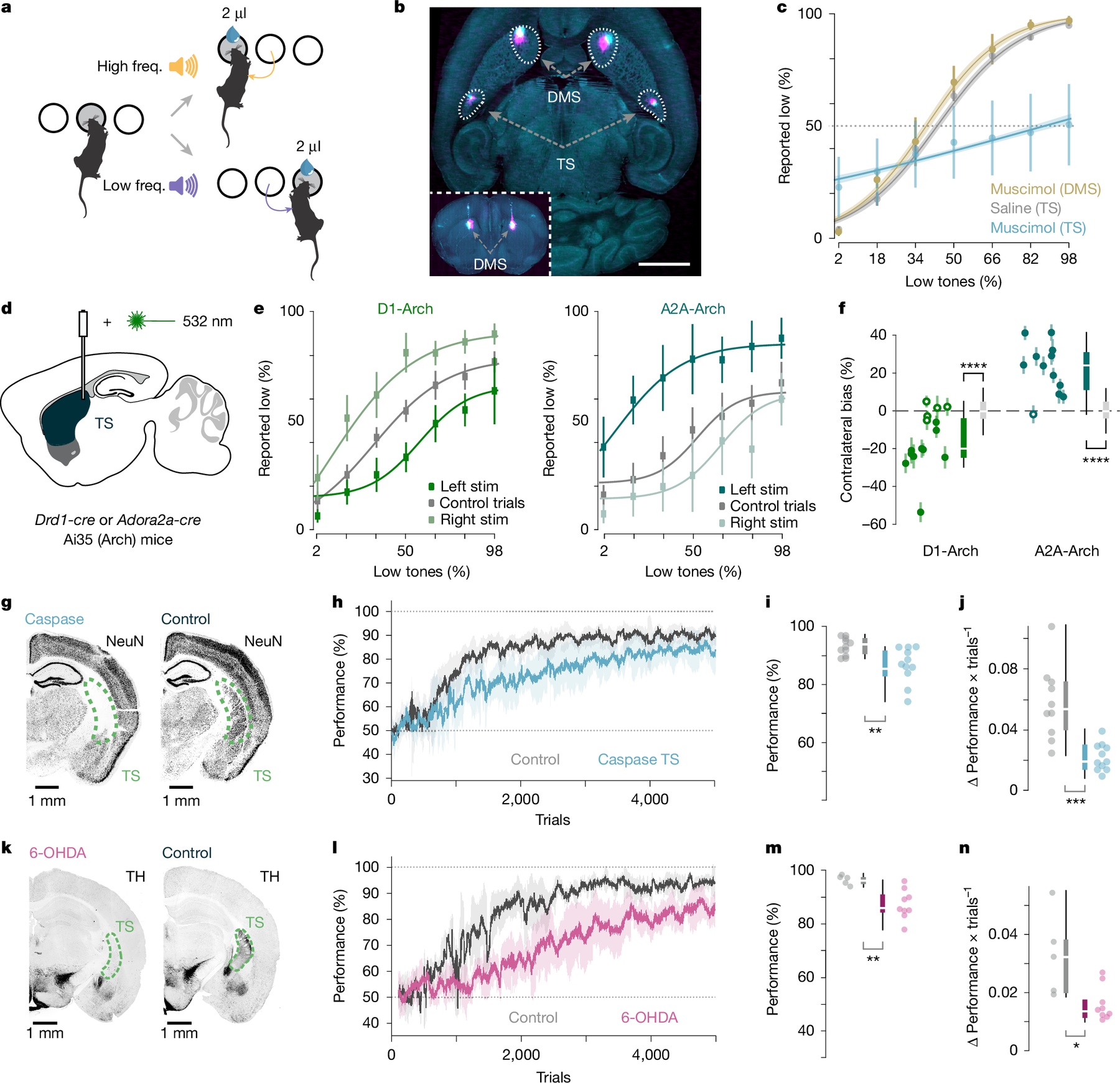 Particle News: Scientists Discover Dual Dopamine Signals Driving ...