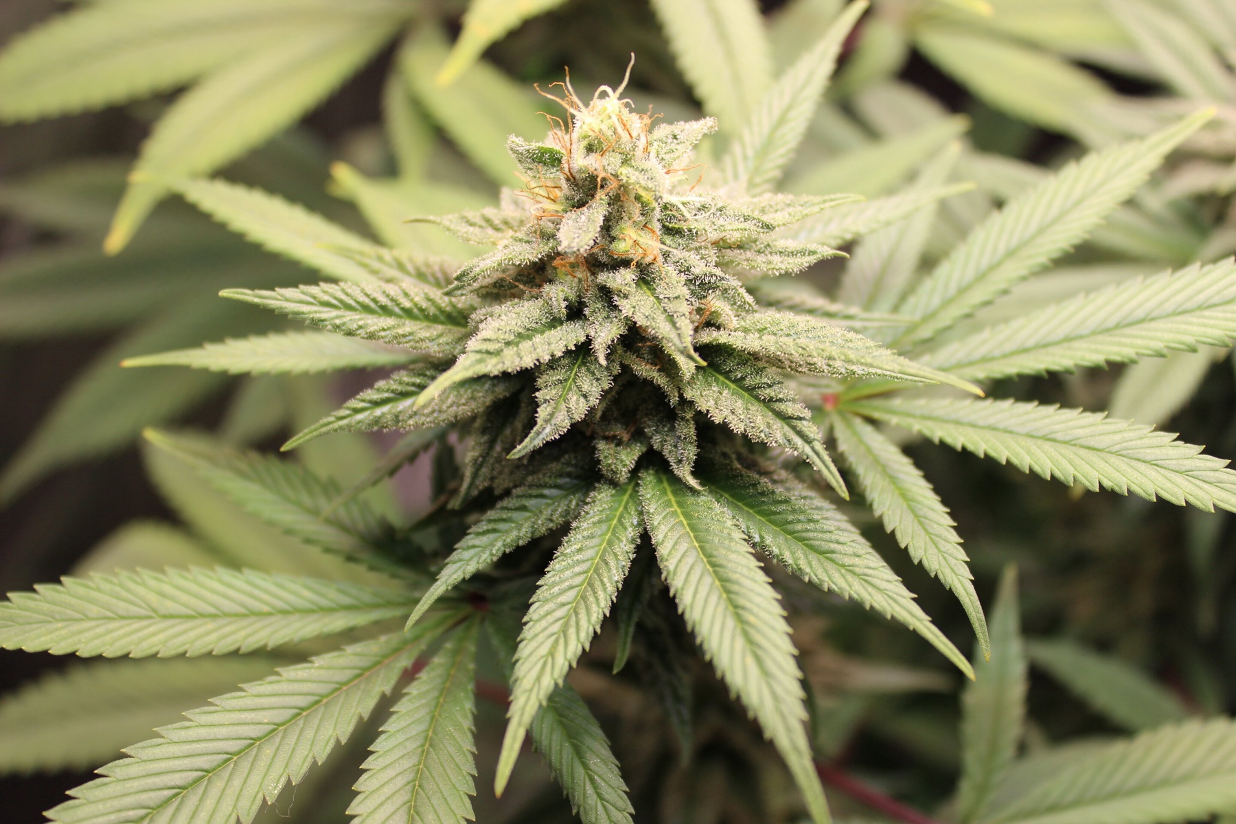 Particle: Salk Institute Releases Cannabis Pangenome Revealing Vast ...