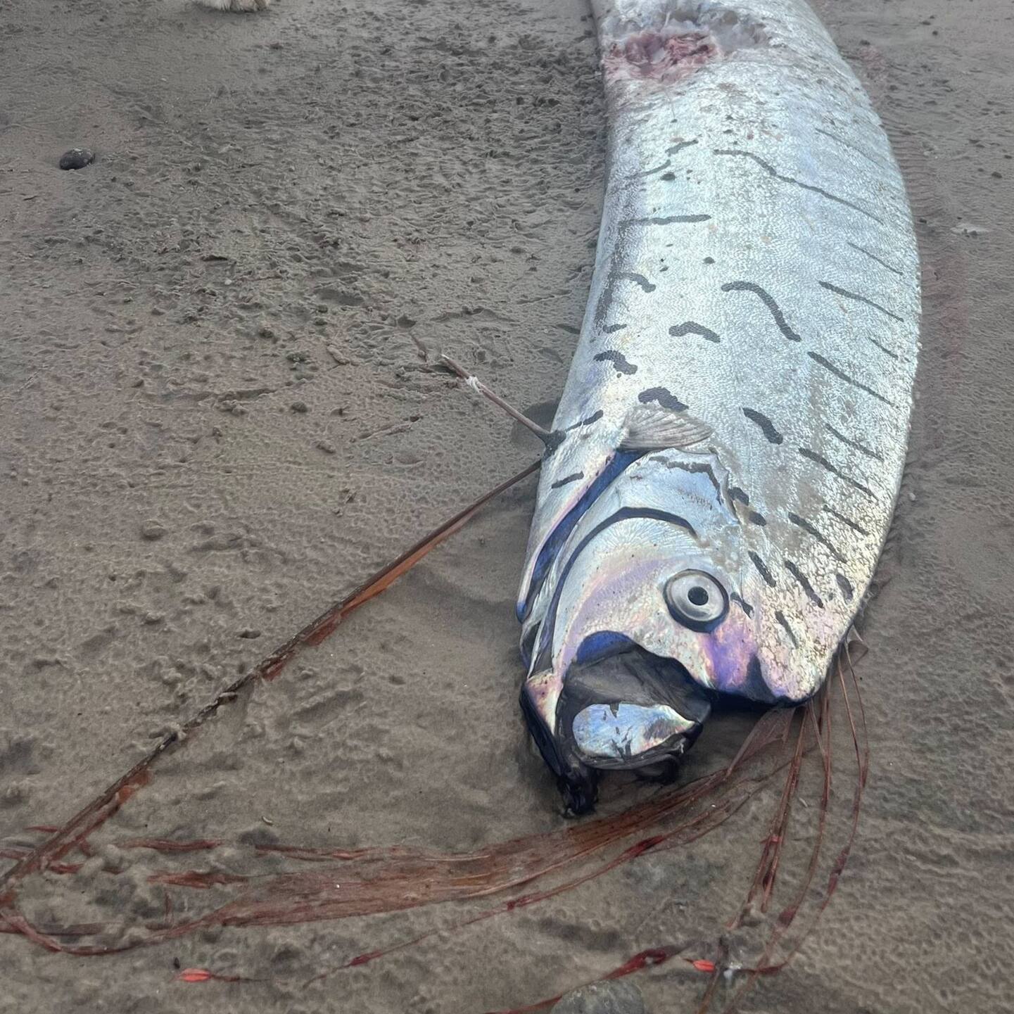Particle News: Deep-sea oarfish dubbed “world-ending fish” washes ...