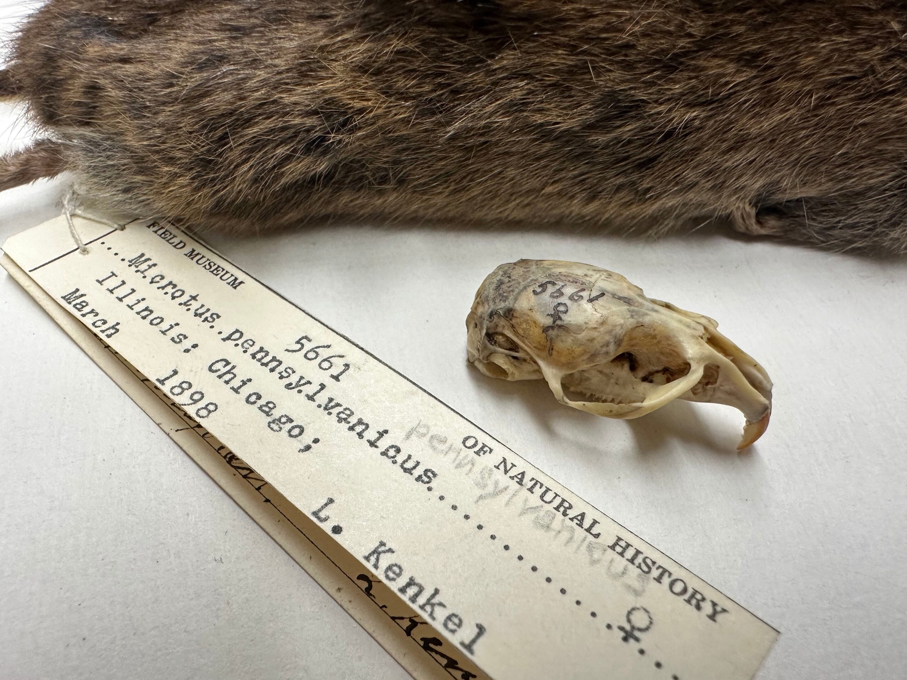 Particle News: Urbanization Reshapes Chipmunk and Vole Skulls in ...