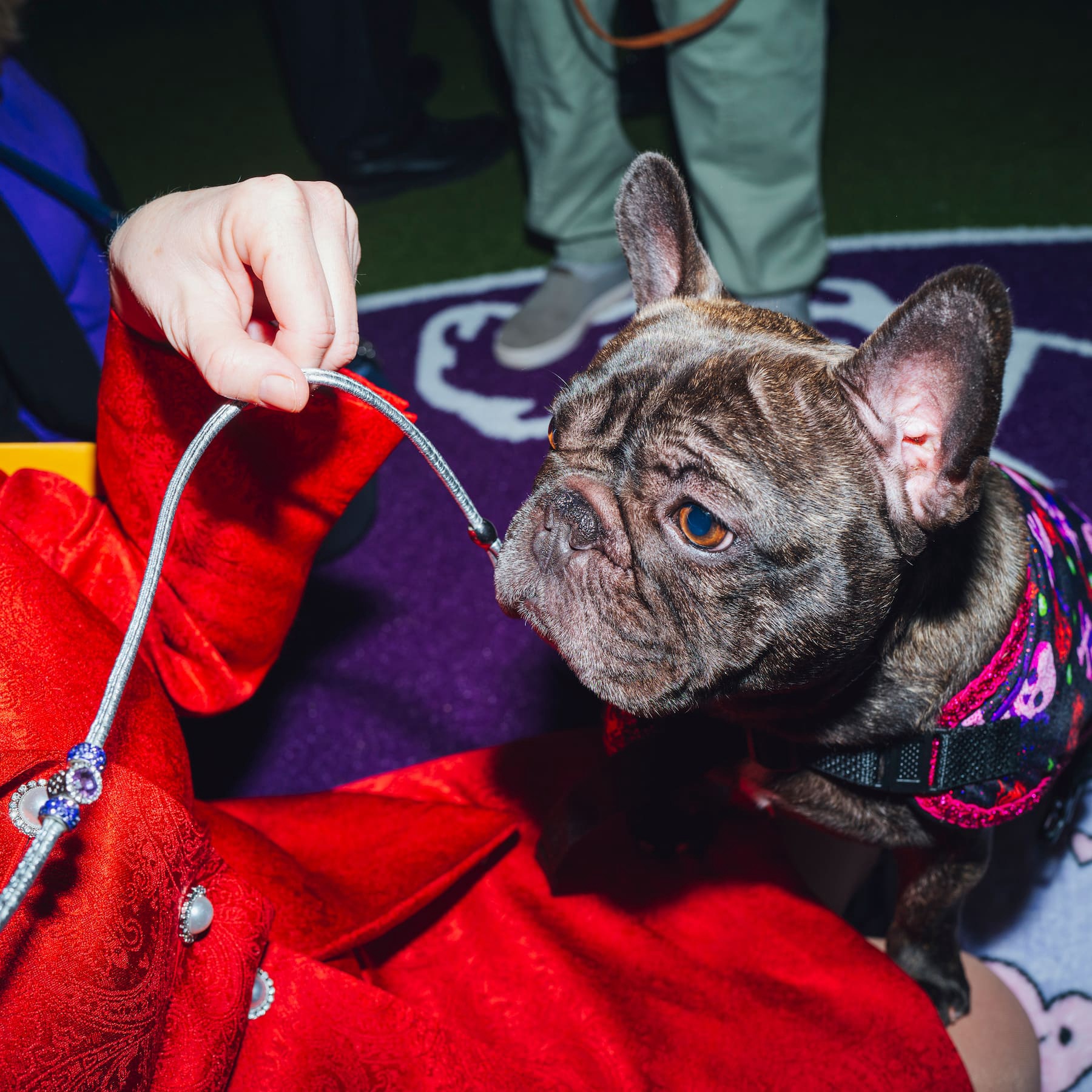 Particle News: PETA Takes American Kennel Club to Court Over Unhealthy ...